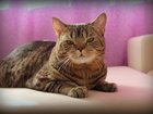 Уникальное изображение  Шотландский кот ищет вислоухую кошечку для вязки 32515922 в Нижнем Тагиле
