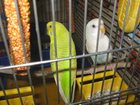  foto     32530904  