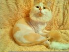 Увидеть изображение  Стрижка кошек и котов 34163064 в Новокузнецке