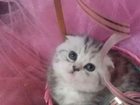 Просмотреть foto  Вислоухий котенок 32561703 в Новосибирске