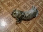 Свежее изображение  Предоставляет свои услуги, как половозрелый взрослый кот, 56779526 в Новосибирске