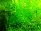 Новое фото  Растения аквариумные живые - хороший выбор) 68956290 в Новосибирске