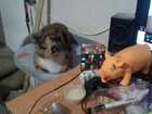Свежее фотографию Вязка кошек Нужен кот, кошке 8 месяцев, первая течка 86393569 в Новосибирске