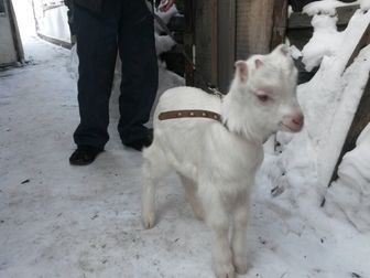 Смотреть foto Другие животные Козочка и козленок ищут дом 38482070 в Новосибирске