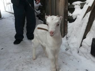 Скачать фото Другие животные Козочка и козленок ищут дом 38482070 в Новосибирске