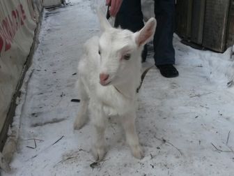 Увидеть фотографию Другие животные Козочка и козленок ищут дом 38482070 в Новосибирске