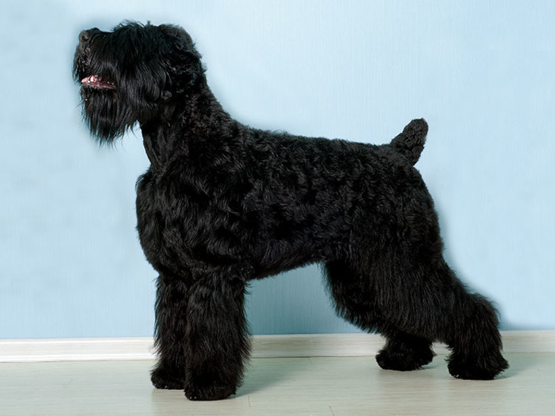 Русские черные терьеры щенки купить Русский чёрный терьер с родословной ...
