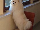 Скачать бесплатно изображение Вязка собак Гиперактивный японский шпиц постоянно ждет подруг 34035342 в Одинцово