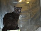Новое foto Потерянные Помогите найти нашу кошку! 35904625 в Одинцово