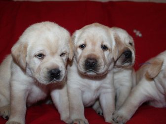 Свежее фотографию Собаки и щенки Лабрадор, Очаровательные крепкие щенки, 32411934 в Одинцово