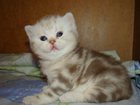 Увидеть фотографию Кошки и котята Британские котята 32627441 в Кемерово