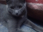 Свежее изображение  Отдам даром, очень ласкового кота 7 месяцев! 70253926 в Омске