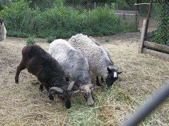 Смотреть фото Другие животные Продам овец, баранов и ягнят романовской породы 32798892 в Орле