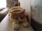 Скачать изображение Вязка кошек Вязка рыжего кота с кошкой ! 68994630 в Перми