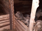 Новое foto  Свинина фермерская домашняя 76129972 в Перми