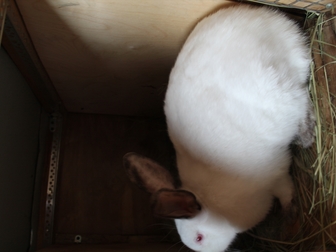 Просмотреть фотографию  Кролики Калифорнийцы 37830965 в Подольске