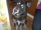 Свежее изображение Находки Найдена собака 32762548 в Рязани