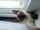 Скачать бесплатно foto Вязка Сиамская кошка ищет самца на вязку 33804230 в Мурманске