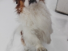 Смотреть foto Вязка собак Мальчик Пекинес, 3 года, Ищет девочку для вязки, Подробности по телефону, 38240435 в Рубцовске