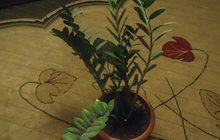 Продам цветы: замиокулькас-долларовое дерево