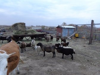 Скачать фото Другие животные продам телку и овец 33645536 в Рубцовске