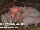 Уникальное фото Другие животные Поросята на доращивание 34353441 в Рузаевке