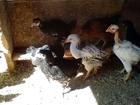 Уникальное foto  цыплята мясояичная порода, недорого 64919260 в Самаре