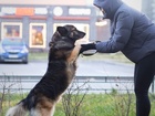 Свежее фотографию  Красавчик пес с необыкновенно мягкой шерсткой 86311233 в Санкт-Петербурге