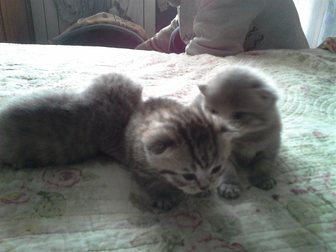 Увидеть фотографию Кошки и котята Шотландские котята 32301512 в Саранске