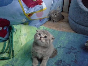 Скачать фото Кошки и котята Шотландские котята 32301512 в Саранске