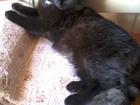 Уникальное изображение Найденные найдена черная пушистая кошка 35287845 в Саратове