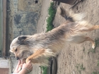 Просмотреть изображение Продажа собак, щенков Собака в добрые руки 35836869 в Саратове