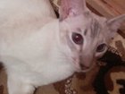 Увидеть фото Вязка Ищу Ориентального кота 38255462 в Саратове