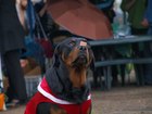 Скачать бесплатно изображение Услуги для животных Профессиональная Дрессировка собак 68519271 в Саратове