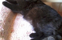 найдена черная пушистая кошка
