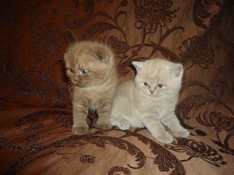 Свежее фото Продажа кошек и котят продажа котят 32294696 в Саратове