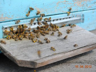 Свежее фотографию  пчелосемьи 32497159 в Саратове
