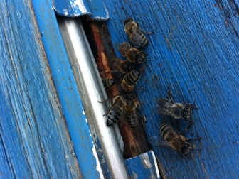 Просмотреть фотографию Другие животные Продаю пчелосемьи (Саратовская обл, Б, Карабулак) 34994930 в Саратове