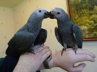 Новое изображение  Продам крупных и средних попугаев различных видов от птенца до взрослой птицы, 37157253 в Саратове