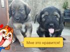    ,    33097006  
