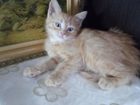 Увидеть фотографию Отдам даром - приму в дар Отдам котенка персикового окраса в дар, г, Ставрополь 67393742 в Ставрополе