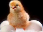 Скачать бесплатно фотографию Одноклассники Суточные цыплята 32540118 в Тихорецке
