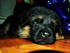 Смотреть фото Собаки и щенки Щенки немецкой овчарки 32480936 в Тюмени