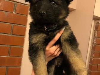 Фото Чистокровной Немецкой Фото Чистокровной Немецкой