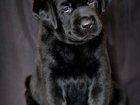 Скачать бесплатно foto Продажа собак, щенков Щенки лабрадора классического черного окраса! 32558452 в Тольятти