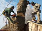Скачать изображение Другие строительные услуги Удаление и обрезка деревьев Томск 39972825 в Томске