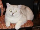 Скачать бесплатно фотографию  Вязка с британским котом 38964595 в Туле