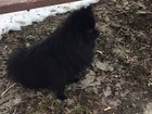 Новое foto Вязка собак Кобель для вязки ищет даму 55170123 в Туле