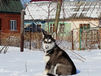 Сибирский хаски фото в Туле