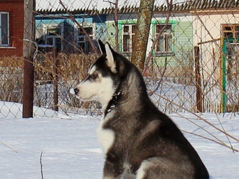 Сибирский хаски фото в Туле